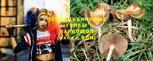 прущие грибы Аркадак